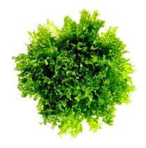 Crispisalat