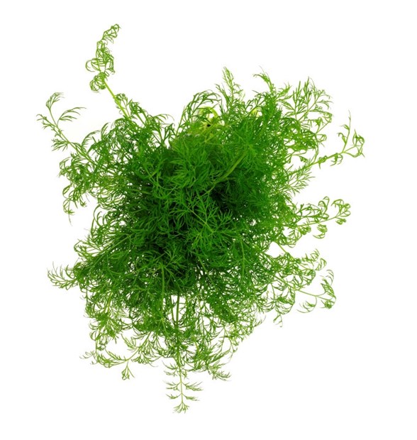 Dill