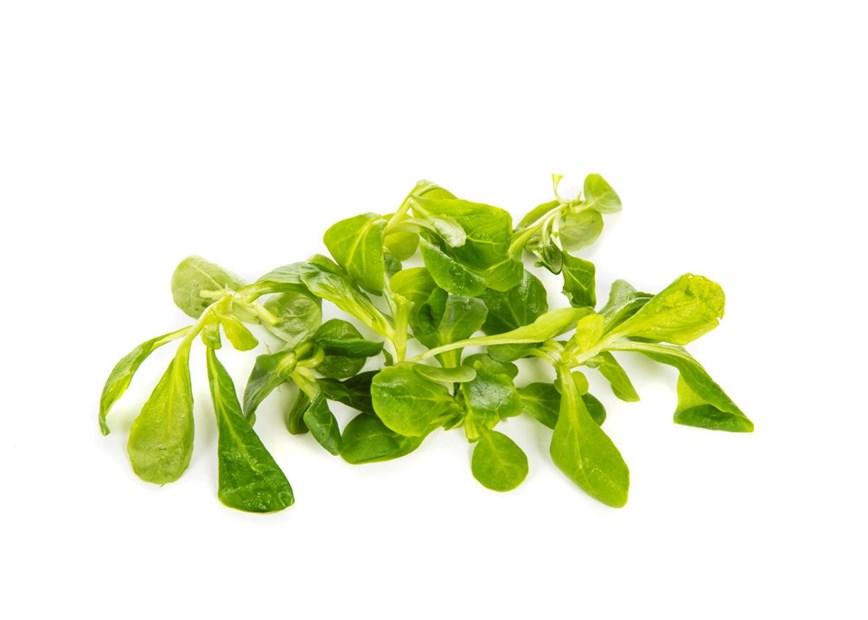 Feldsalat
