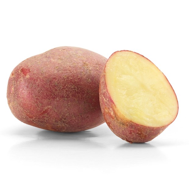 Pimpernel