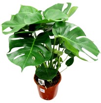 Monstera   