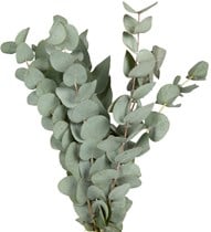 Eukalyptus 