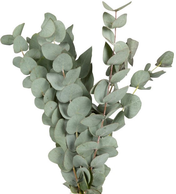 Eukalyptus 