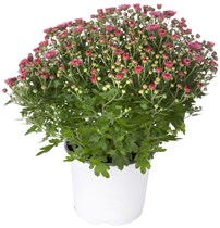 Frilandskrysantemum