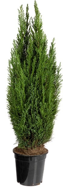 Ellwoodii