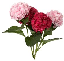 Avskårne hortensia