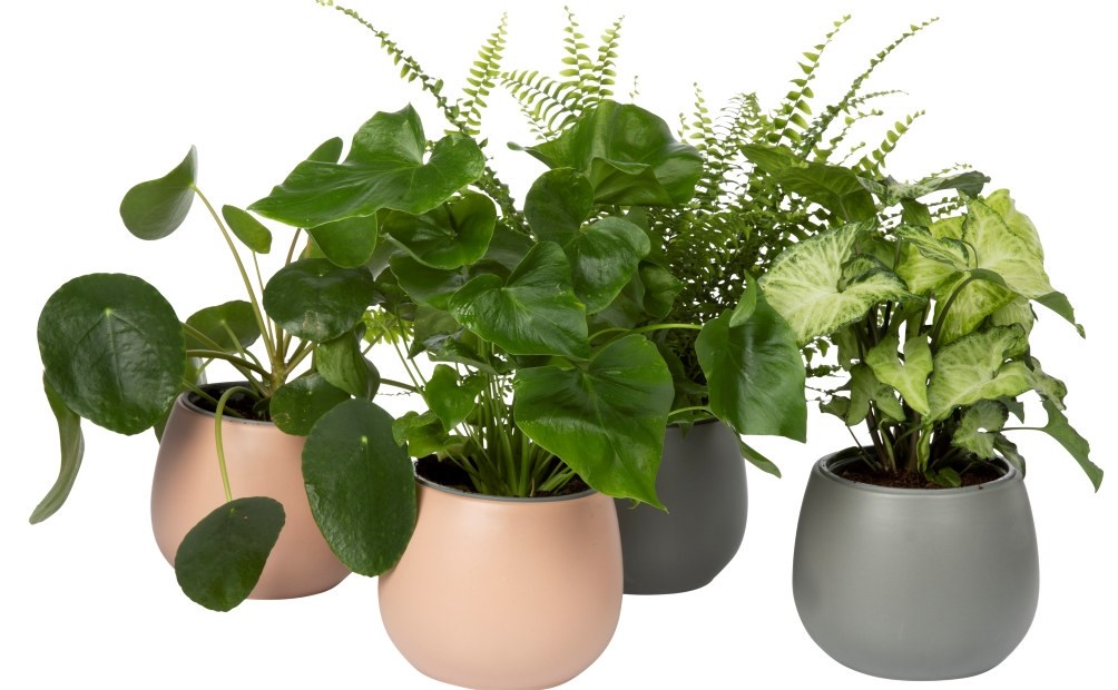Velg grønne planter
