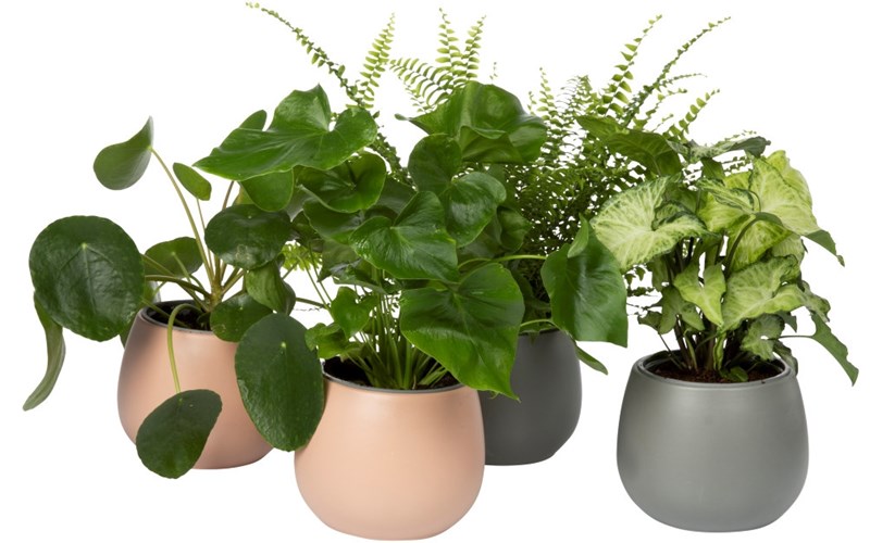 Velg grønne planter 