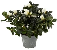 Azalea