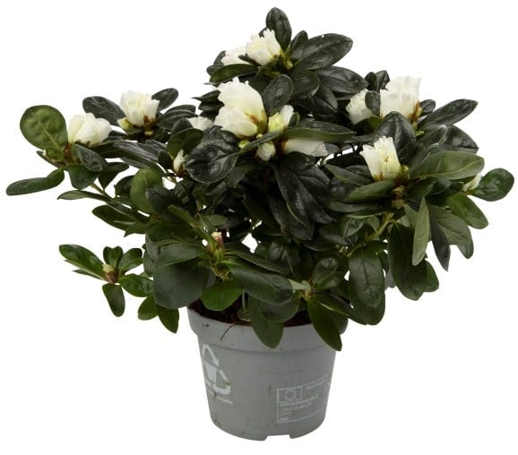 Azalea