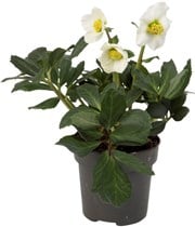 Helleborus