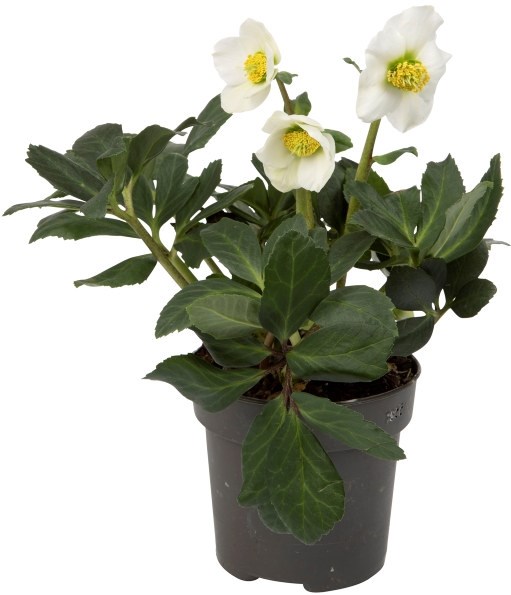 Helleborus