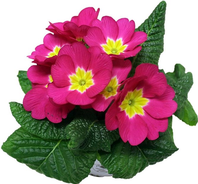 Primula