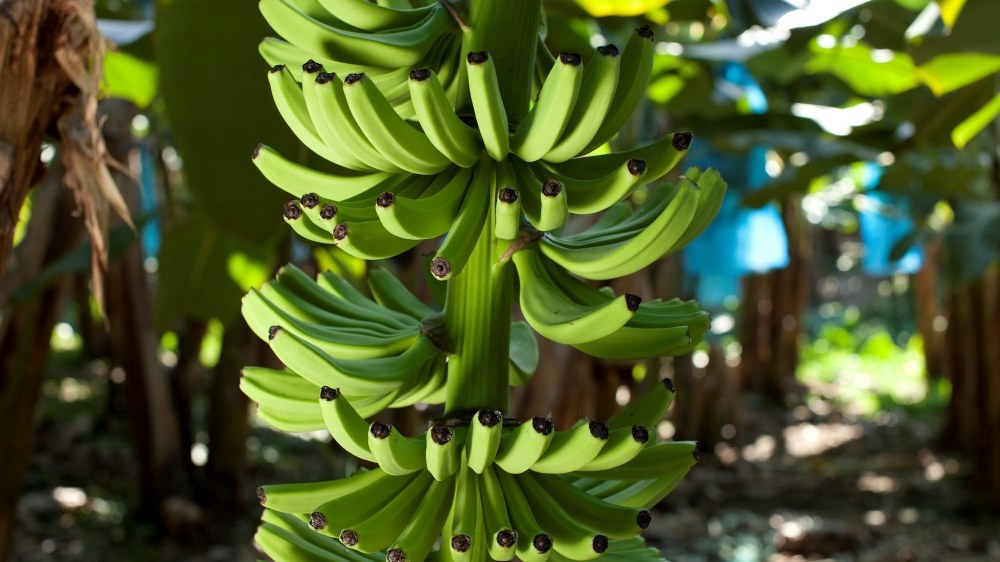 Slik produseres BAMA-bananer   