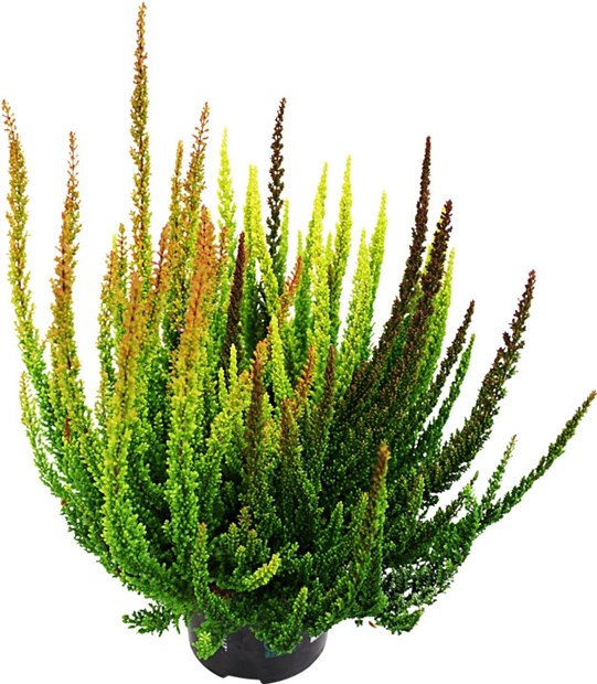 Calluna Skyline