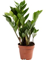 Zamioculcas 