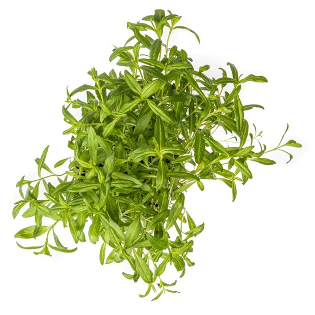 Estragon