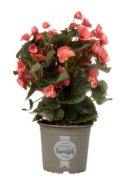 Begonia