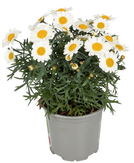 Margeritt