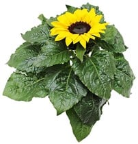 Solsikke