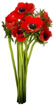 Anemone