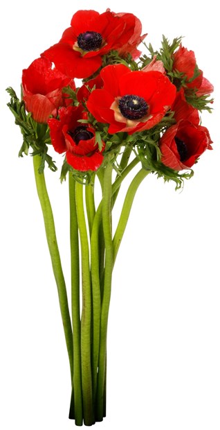 Anemone