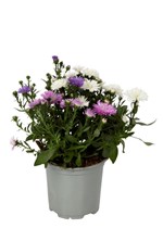 Asters