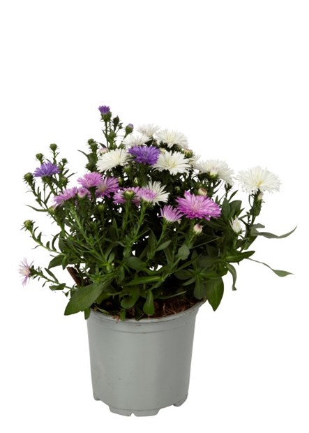 Asters