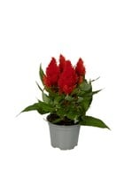 Celosia