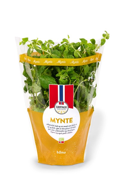 Mynte