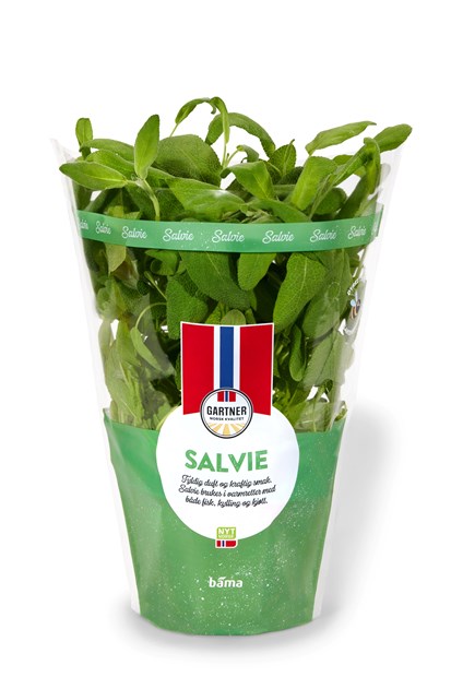 Salvie